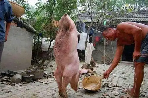 农村喂猪图片大全