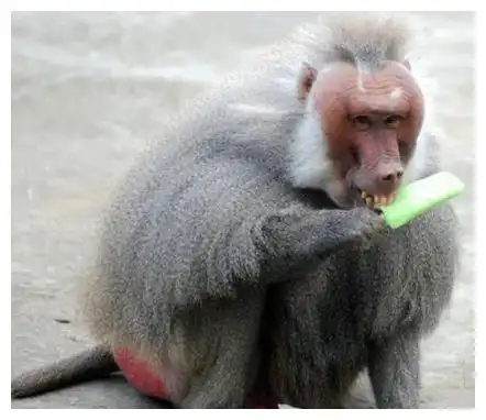 幽默笑话婆婆生日,公公买了一个漂亮的手链  幽默笑话婆婆生日,公公买了一个漂亮的手链