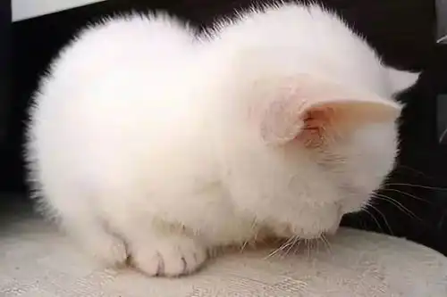 看猫片吗赶快来这里  看猫片吗赶快来这里