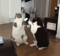  奶牛猫是怎么沦为喵中哈士奇的