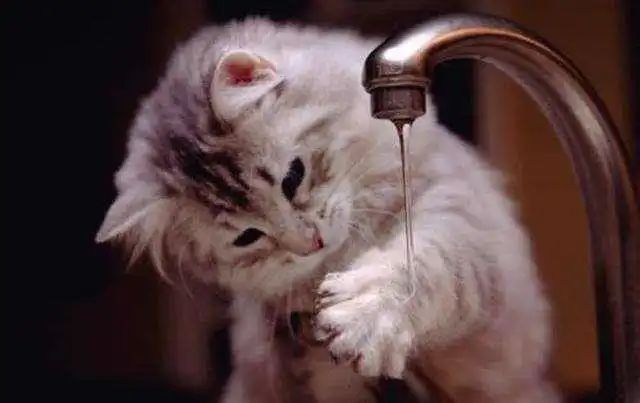  被自己家里养的猫抓了,需要注射疫苗吗