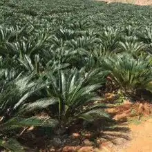  漳浦县官浔镇榕翔苗木场供应产品