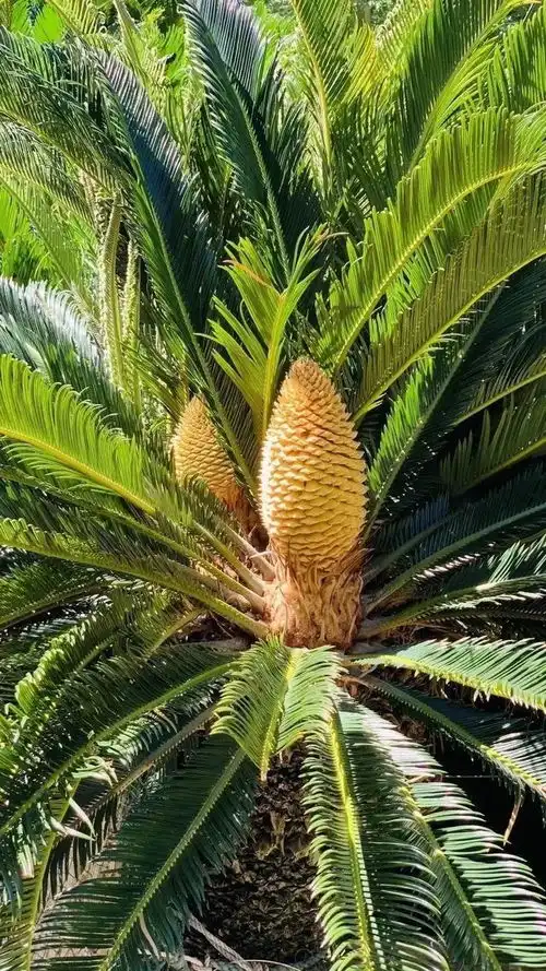  超美小嶝八闽铁树王开花啦