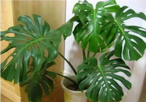  不开花大叶植物图片和名称