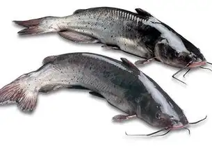  鲶鱼,钳鱼,鮰鱼是同一个鱼品种吗