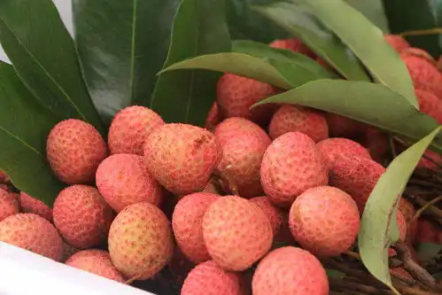  美好生活在云南个大肉厚汁水多,保山芒宽荔枝红啦