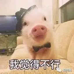  大年初三,小科用42个萌猪表情包向你拜年
