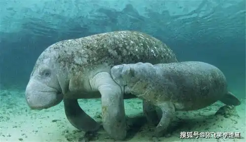  人鱼,全中国人喊你回家北海这里给你安了一个温暖的窝