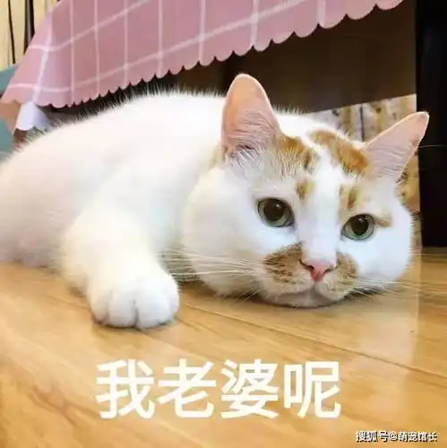  猫咪搞笑表情包第二弹