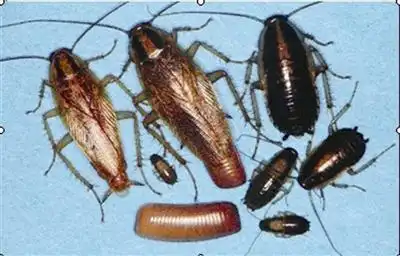 蟑螂幼虫图片除蟑方法,跪求  蟑螂幼虫图片除蟑方法,跪求