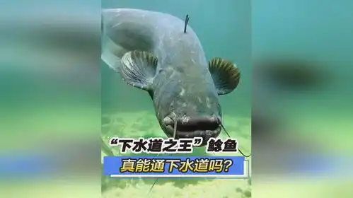  下水道之王鲶鱼,真能通下水道吗看完谁还敢吃鲶鱼