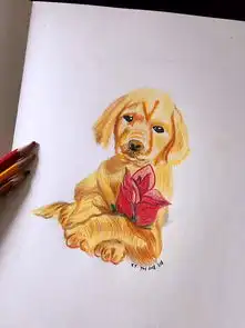  彩铅动物系列