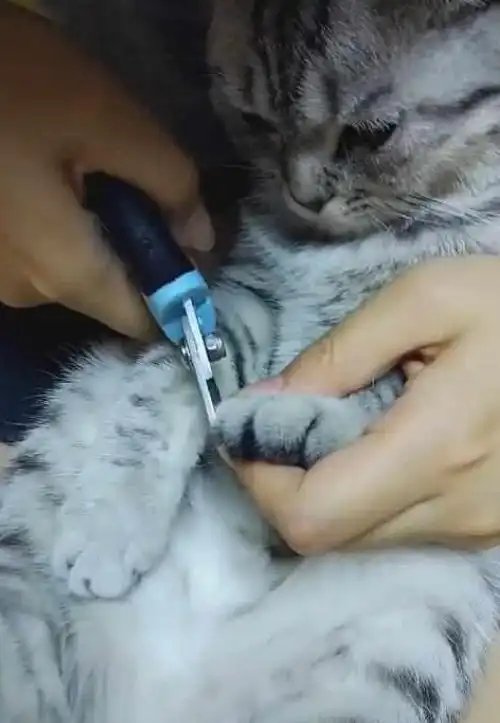  猫咪乖乖看着指甲被剪,好像丢了小鱼干,一脸委屈得想哭