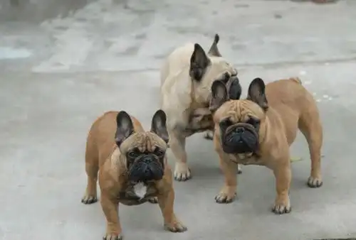  法国斗牛犬好养吗,法国斗牛犬怎么养