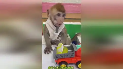 给猴哥一个果冻猴子搞笑  给猴哥一个果冻猴子搞笑