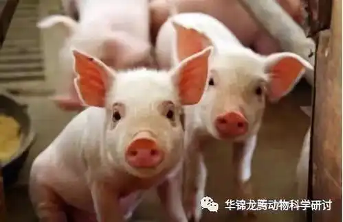  养殖户最关心的猪价来了,请注意查看