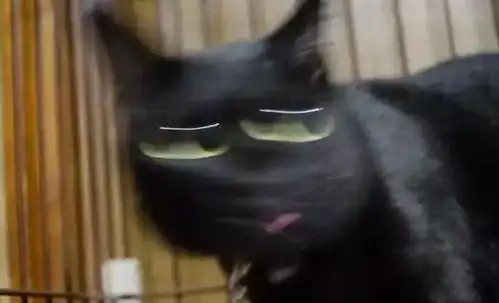  看了这场猫咪丑照大赛,我只想哈哈哈哈哈哈哈哈哈哈...