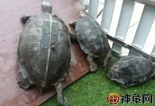  亚洲巨龟谁没点搞笑的黑历史
