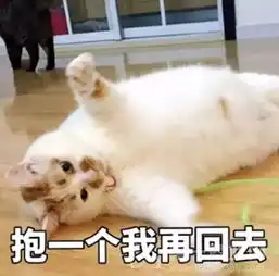 哈哈喵开黑的表情包喵星球