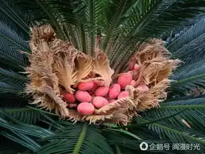  神奇四川这株铁树长出了红蛋