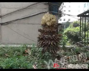  岳阳神奇铁树开花又结果果实长得像鸟巢