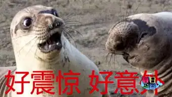 每日一囧的个人频道  每日一囧的个人频道