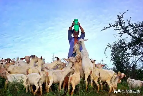 郧西马头羊成为产业扶贫领头羊 郧西马头羊成为产业扶贫领头羊