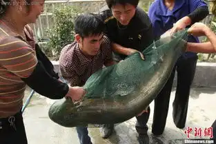  鲶鱼王重庆鲶鱼王45斤离吉尼斯纪录还有差距