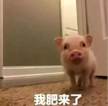 猪年必备表情包大全