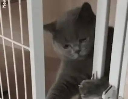 萌猫上演越狱行动,你当真主人不知道  萌猫上演越狱行动,你当真主人不知道