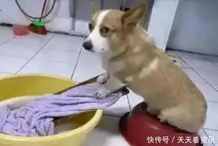  搞笑图片幽默段子笑话还有这么听话的狗狗,给我来一打,哈哈哈