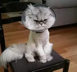  新进家的猫主子,要避免哪些饲养误区