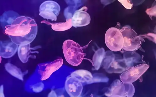 水母怎么养水母养殖的注意事项