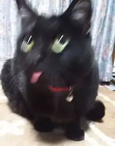  这些沙雕猫片,是叫男朋友拍的吧