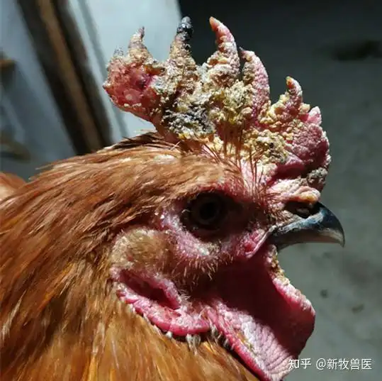 头癣是什么症状图片