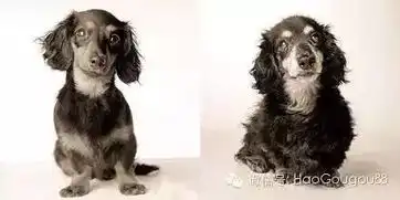  任时光荏苒,世事变幻,不变的唯有狗狗对我们的爱