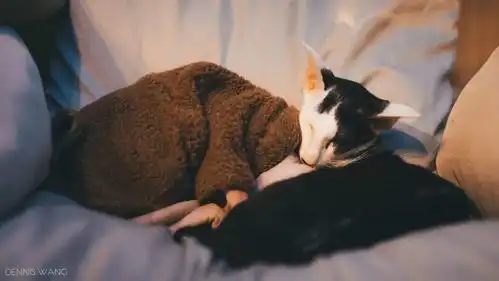  猫咖里庚子掠影