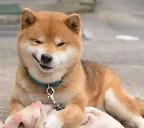 比哈士奇还搞笑,柴犬的真面目,让铲屎官笑弯腰  比哈士奇还搞笑,柴犬的真面目,让铲屎官笑弯腰