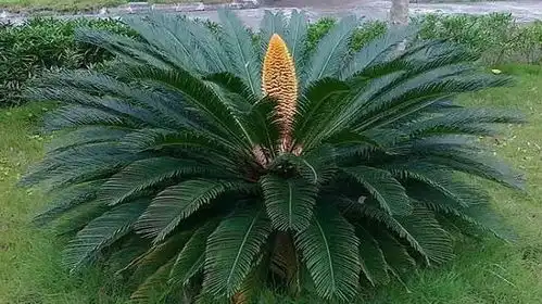  铁树的特征和养护方法介绍