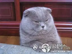 猫咪搞笑睡觉表情