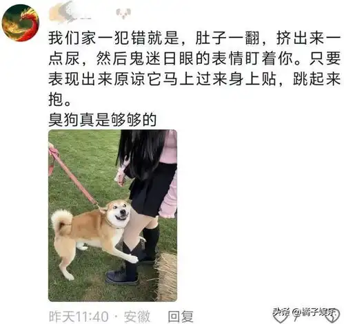 全是我的错表情包恐龙