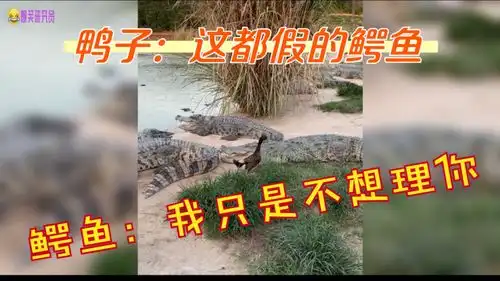 鸭子搞笑图片沙雕