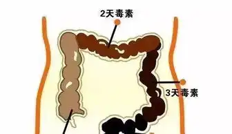  小分子肽对肠道便秘的作用