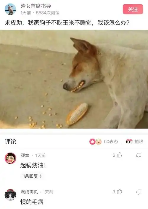  爆笑神回复我家狗子不吃玉米不睡觉,我该怎么办