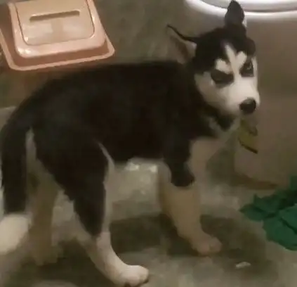  小哈士奇真调皮,一门心思想钻到马桶里去,搞怪一幕让人笑翻