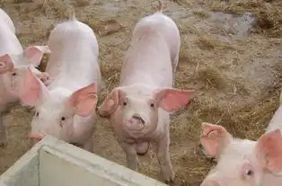 育肥猪的喂养误区,总是喜欢在细节上犯错误,应该怎样改正呢  育肥猪的喂养误区,总是喜欢在细节上犯错误,应该怎样改正呢