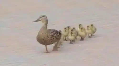 鸭子搞笑图片高清
