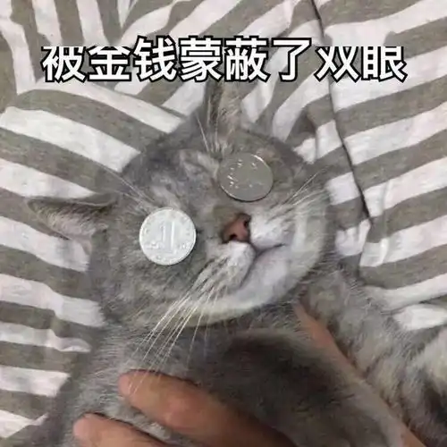  马上要上大学了,我想在宿舍养一只猫大学生真的适合养猫吗猫咪