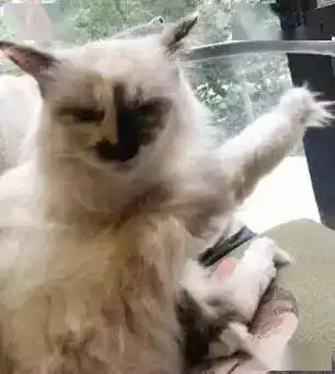  你见过最丑的猫是什么样不得不说令猫长得有些许任性