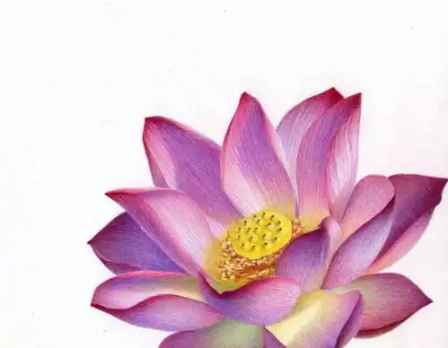 彩铅荷花图片大全